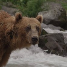 La terra degli orsi: un momento del documentario