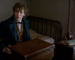 Animali fantastici e dove trovarli: svelato il legame con Dumbledore