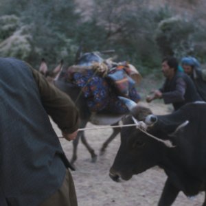 Wolf and Sheep: un'immagine tratta dal film