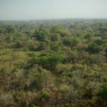 Wrong Elements: un'immagine di una foresta tratta dal documentario