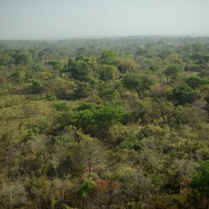 Wrong Elements: un'immagine di una foresta tratta dal documentario