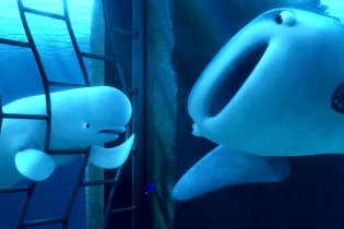 Finding Dory - Clip 'You're A Beluga'
