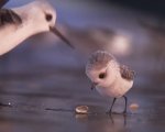 Piper: la prima clip tratta dal cortometraggio della Pixar