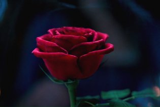 La Bella e la Bestia - Teaser Trailer Italiano 