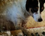 Heart Of A Dog di Laurie Anderson al cinema il 13 e 14 settembre