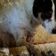 Heart Of A Dog di Laurie Anderson al cinema il 13 e 14 settembre
