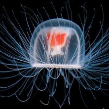 Spira mirabilis: una suggestiva immagine del documentario