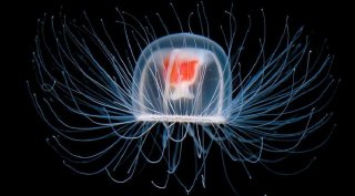 Spira mirabilis: una suggestiva immagine del documentario