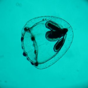 Spira mirabilis: un'immagine del documentario