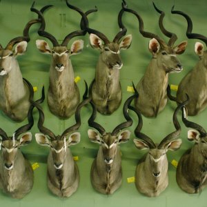 Safari: un'immagine del documentario