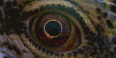 Voyage of Time: Life's Journey - un'immagine tratta dal documentario