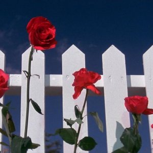 Velluto blu: la scena di apertura del film di David Lynch