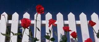 Velluto blu: la scena di apertura del film di David Lynch