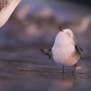 Piper: un momento del corto Pixar