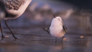 Piper: un momento del corto Pixar
