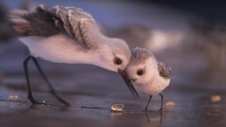Piper: un momento del corto targato Pixar