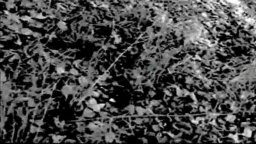 The Blair Witch Project - Trailer