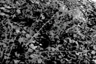 The Blair Witch Project - Trailer