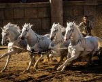 Ben-Hur: la Storia corre sulle bighe