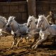 Ben-Hur: la Storia corre sulle bighe