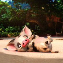 Oceania: un'immagine del maialino Pua