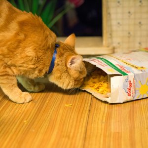 A spasso con Bob: una scena del film