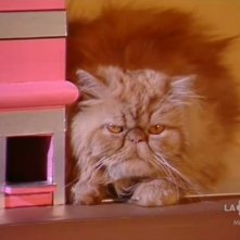 Love Me Licia: il gatto Giuliano