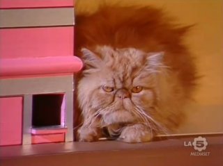 Love Me Licia: il gatto Giuliano