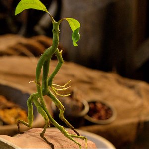 Animali Fantastici e Dove Trovarli: una creatura magica