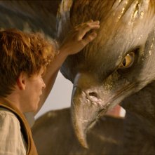 Animali Fantastici e Dove Trovarli: Eddie Redmayne in una foto del film