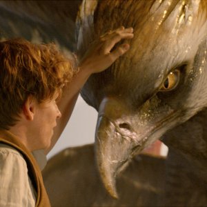 Animali Fantastici e Dove Trovarli: Eddie Redmayne in una foto del film