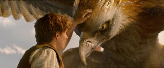Animali Fantastici e Dove Trovarli: Eddie Redmayne in una foto del film