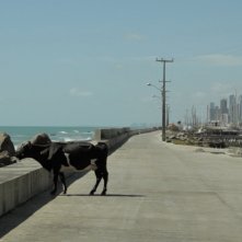 Animal politico: una bizzarra immagine del film brasiliano