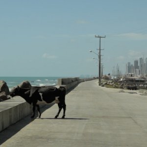 Animal politico: una bizzarra immagine del film brasiliano