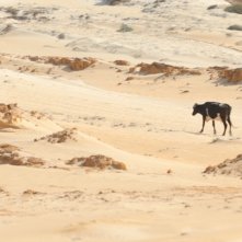 Animal politico: la mucca protagonista in una scena del film