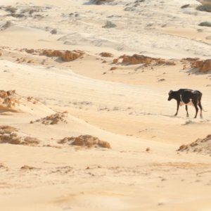 Animal politico: la mucca protagonista in una scena del film