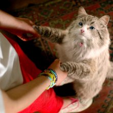 Una vita da gatto: una scena del film