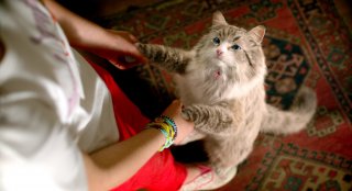 Una vita da gatto: una scena del film