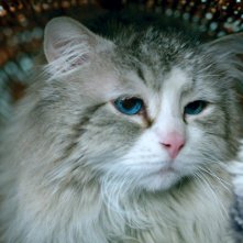 Una vita da gatto: un momento del film