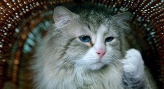 Una vita da gatto: un momento del film