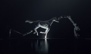 images/2016/12/05/westworld_horse1.jpg