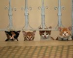 Kedi: il trailer del documentario dedicato ai gatti di Istanbul