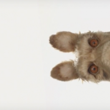 Isle of Dogs: la prima immagine del film