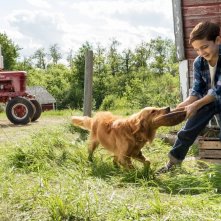 Qua la zampa!: Bryce Gheisar gioca con il suo cane in una scena del film