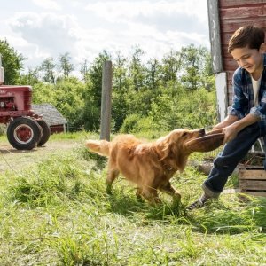 Qua la zampa!: Bryce Gheisar gioca con il suo cane in una scena del film