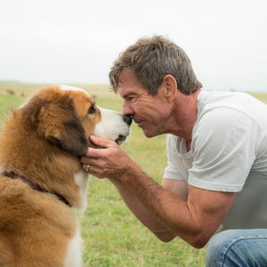 Qua la zampa!: Dennis Quaid in un momento del film