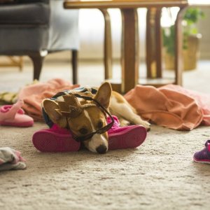 Qua la zampa!: una scena del film