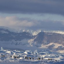 La marcia dei pinguini - Il richiamo: una bella immagine del documentario di Jacquet