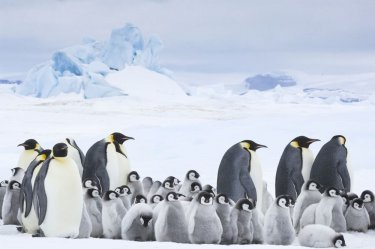La marcia dei pinguini - Il richiamo: un'immagine tratta dal documentario