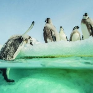 La marcia dei pinguini - Il richiamo: una suggestiva immagine del documentario di Jacquet